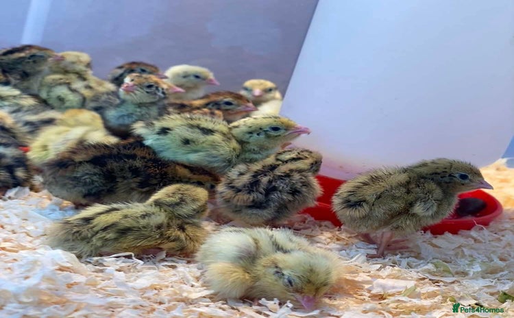 Quail poultry - Advert 1