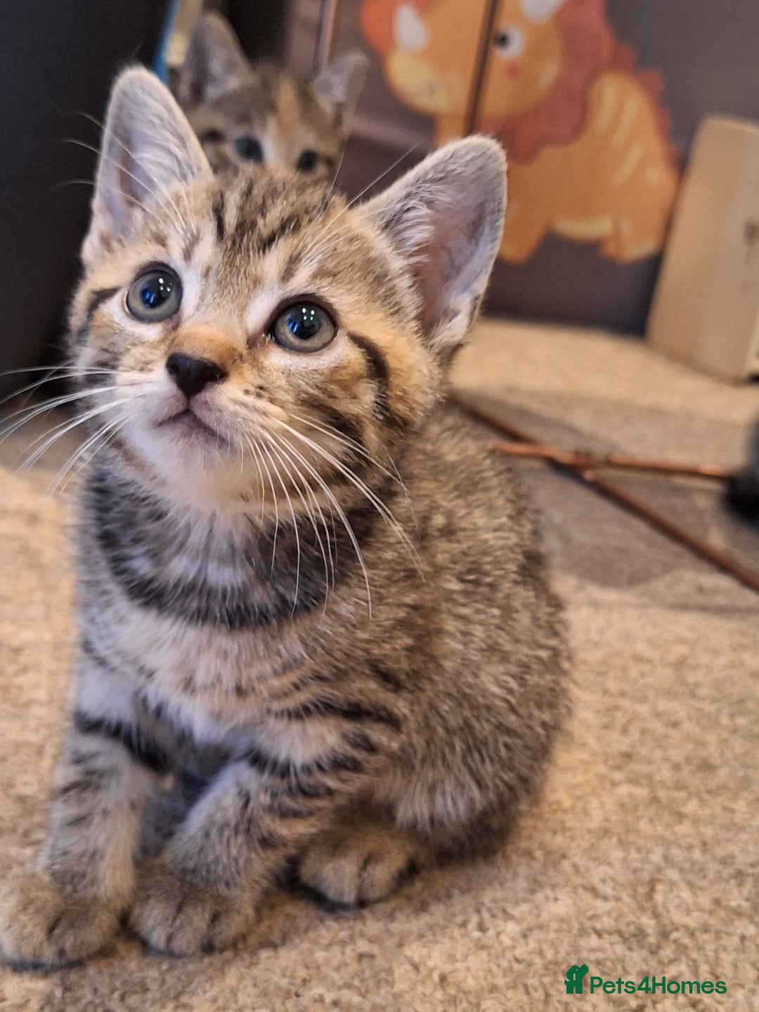 Mixed Breed cats for sale: Kittens  - Image 7
