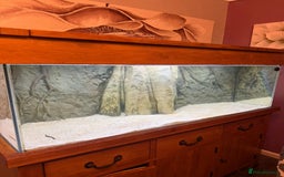 Discus fish for sale: 5 foot solid oak Fish Tank with Sump - Advert 1