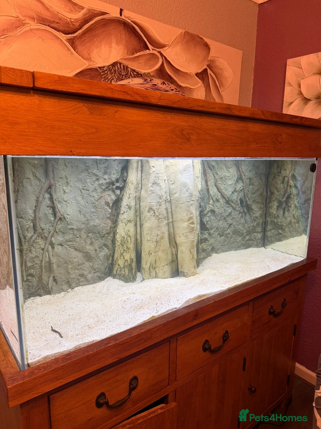 Discus fish for sale: 5 foot solid oak Fish Tank with Sump - Advert 1
