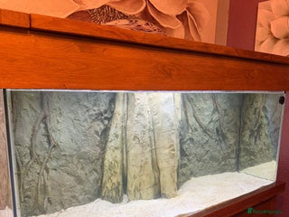 Discus fish 5 foot solid oak Fish Tank with Sump - Advert 16