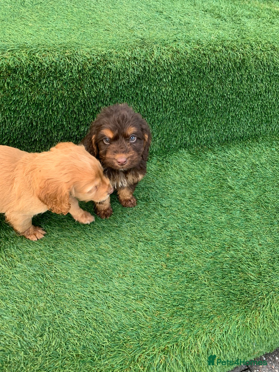 Cockapoo dogs for sale: Cockerpoo puppies  - Advert 18