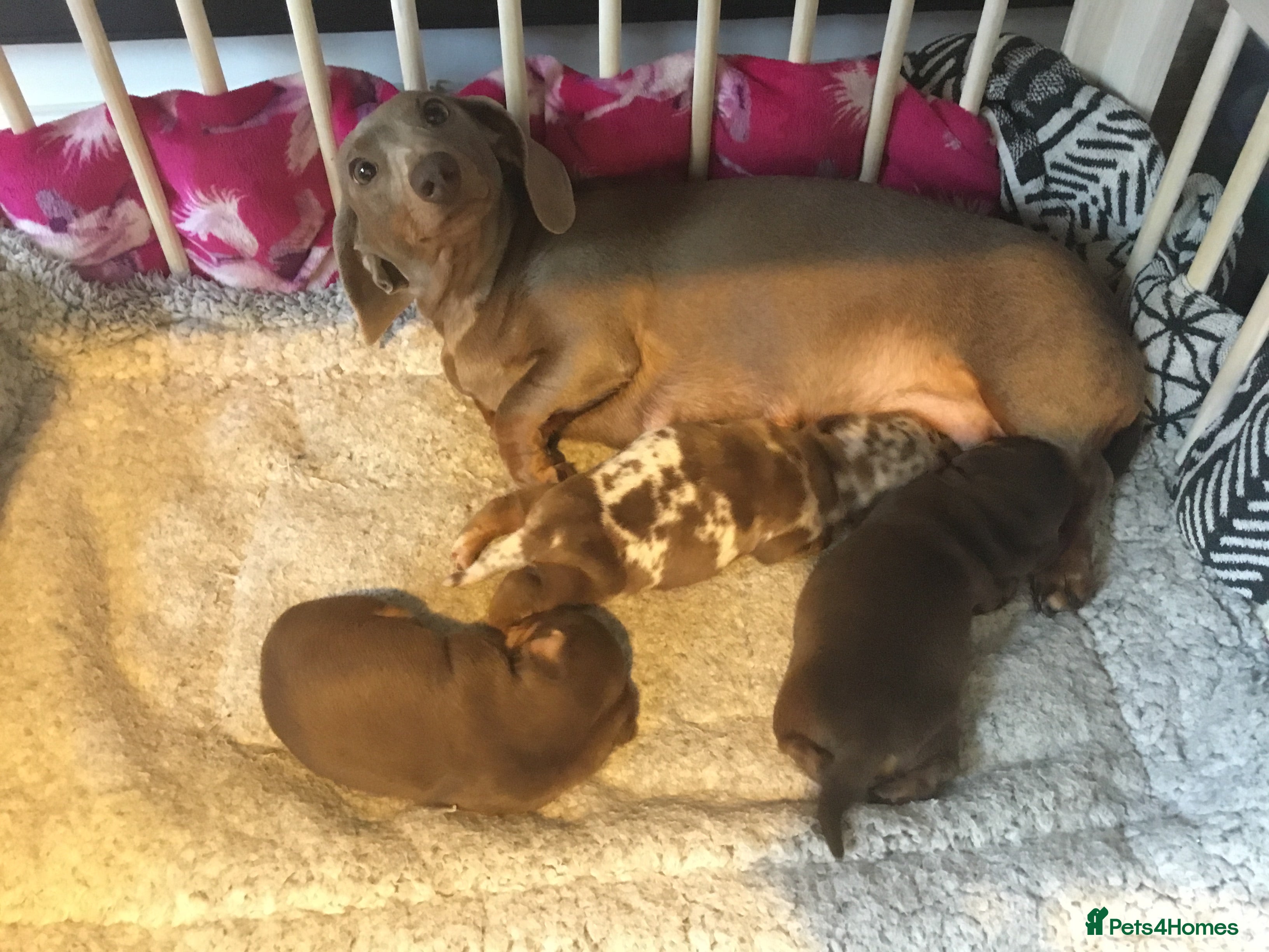 Miniature Dachshund dogs Stunning kc babies ready to leave ready for Easter in Portsmouth - Advert 3