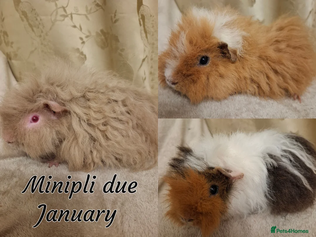 Guinea Pig rodents for sale: Gorgeous Silver Agouti Baby Boar - Advert 5