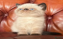 Exotic cats for sale: Last Remaining Exotic Shorthair Boy - Image 4