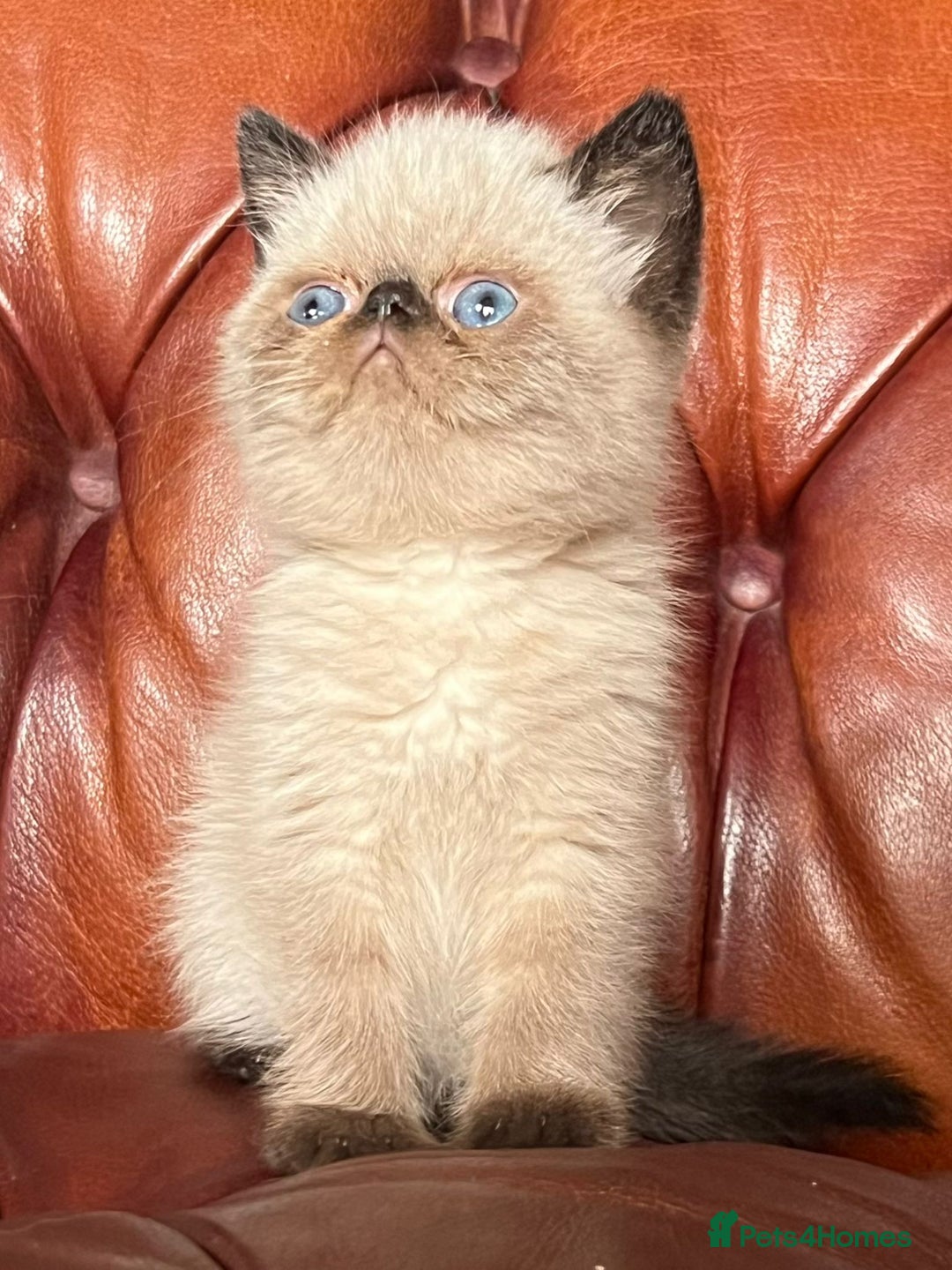 Exotic cats for sale: Last Remaining Exotic Shorthair Boy - Image 4