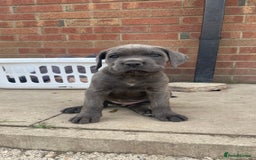 Cane Corso dogs for sale: Cane Corso puppies 9 week old 🫶❤️🫶 - Image 39