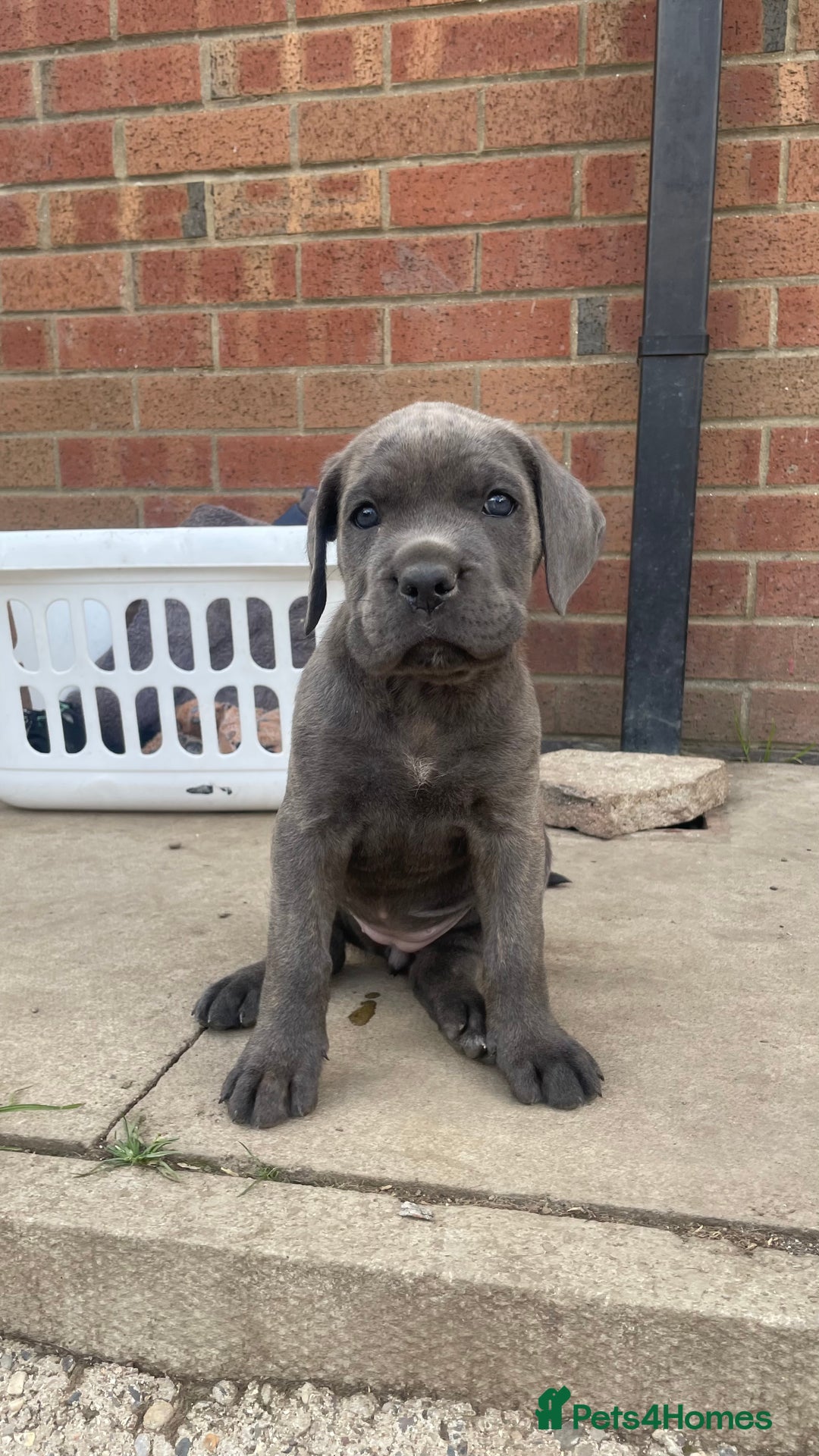 Cane Corso dogs for sale: Cane Corso puppies 9 week old 🫶❤️🫶 - Image 39
