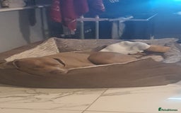 Presa Canario dogs for sale: 12 month old presa carnario - Image 5