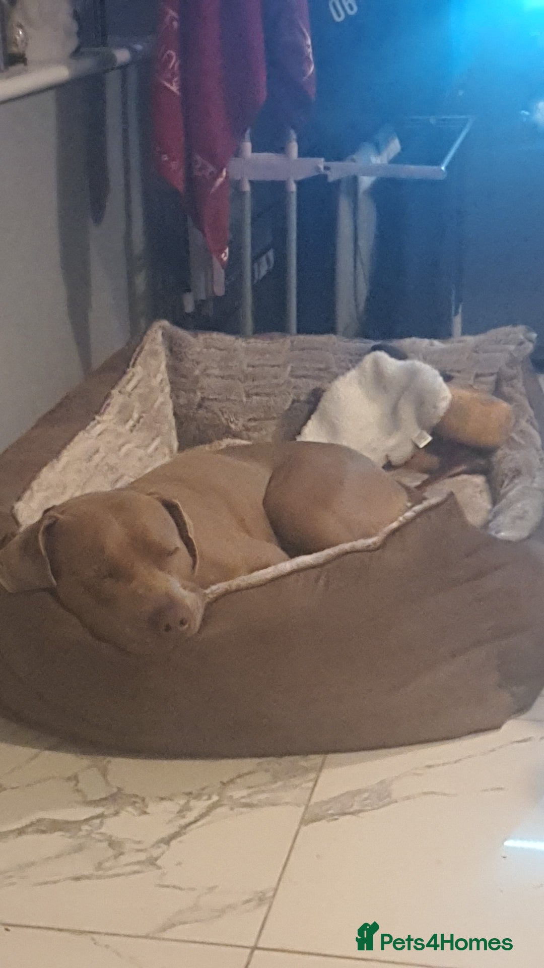 Presa Canario dogs for sale: 12 month old presa carnario - Image 5