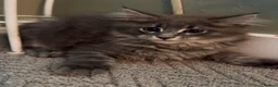 Maine Coon cats for sale: Blue tabby girl READY NOW umbilical hernia - Advert 2