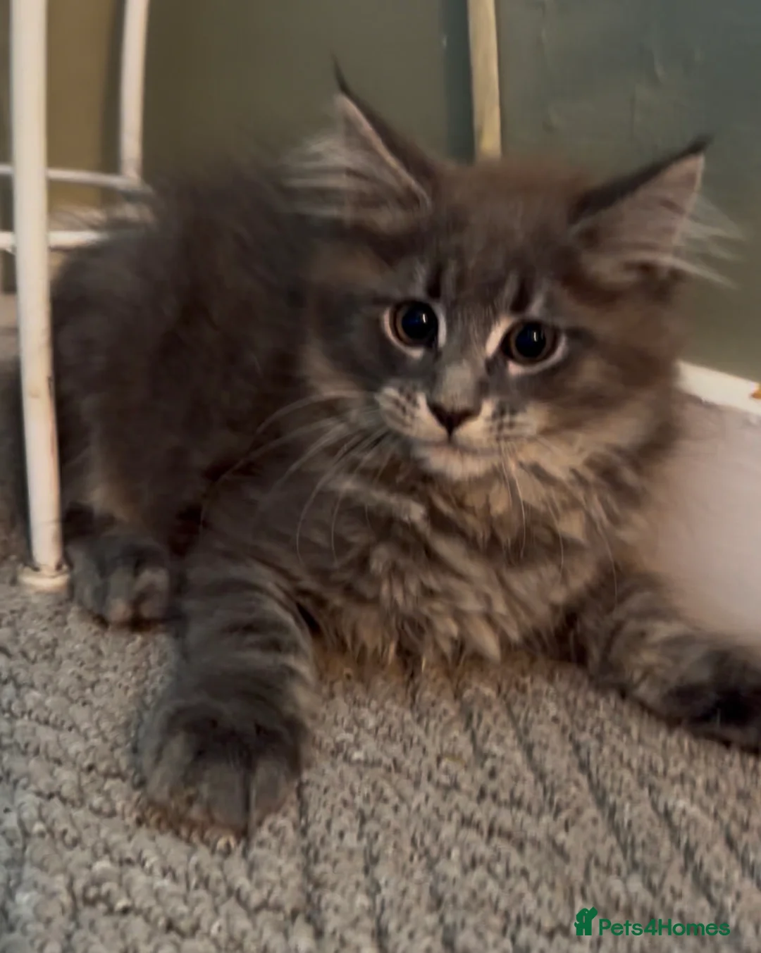 Maine Coon cats for sale: Blue tabby girl READY NOW umbilical hernia - Advert 2