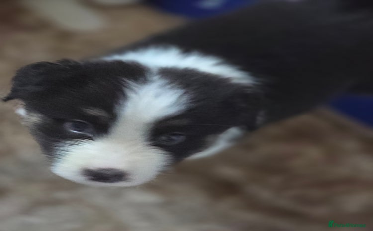 Australian Shepherd dogs - Advert 1