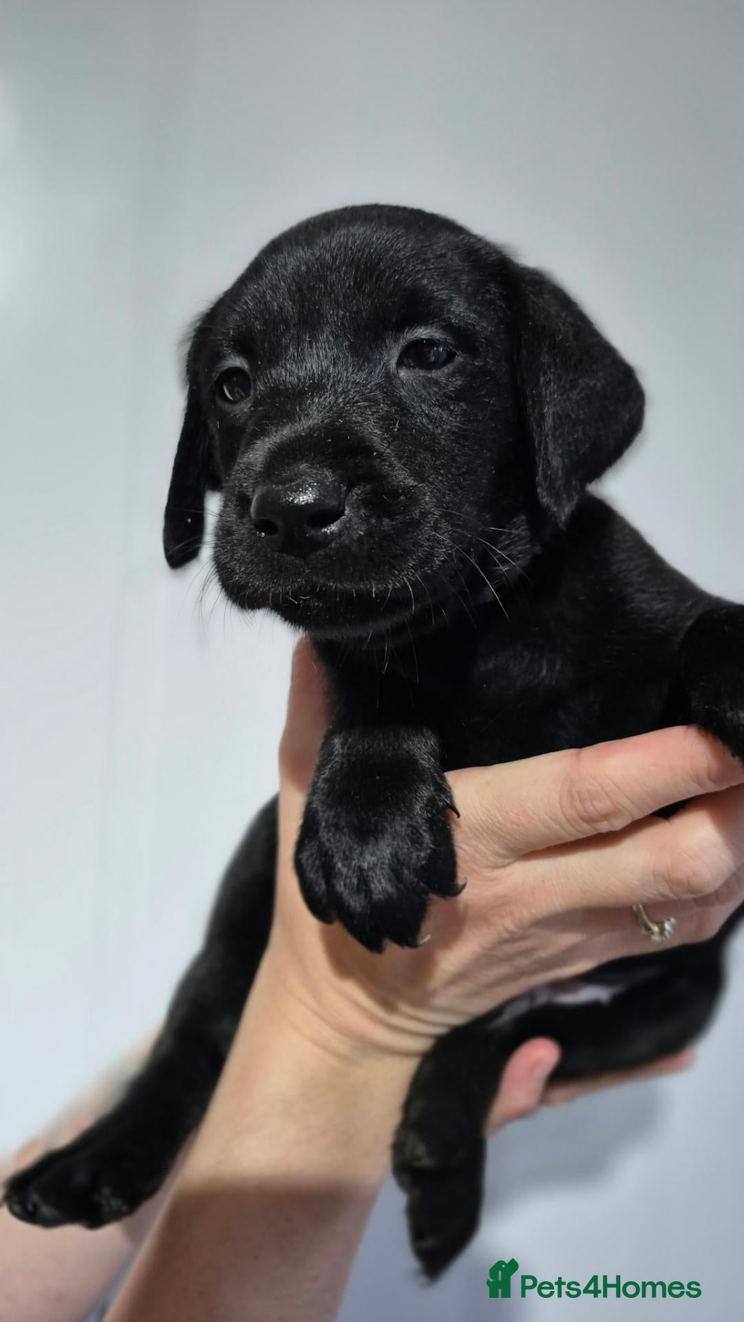 Labrador Retriever dogs for sale: Beautiful litter of black lab puppies - Advert 1