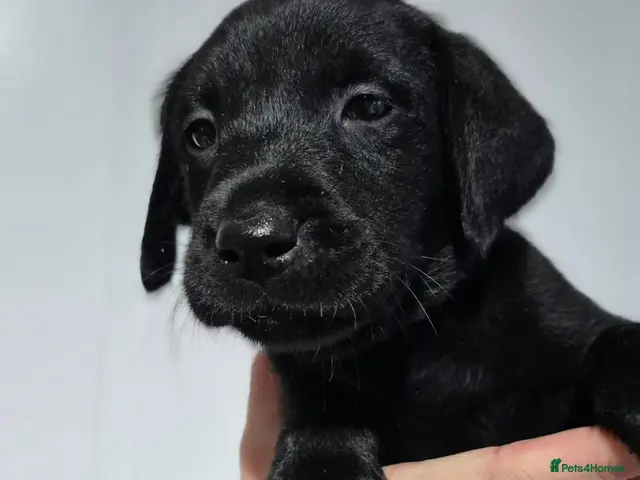 Labrador Retriever dogs for sale: Beautiful litter of black lab puppies - Advert 1
