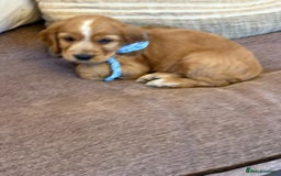 Cocker Spaniel dogs for sale: Stunning Litter of KC Reg Cocker Spaniel Puppies - Image 6