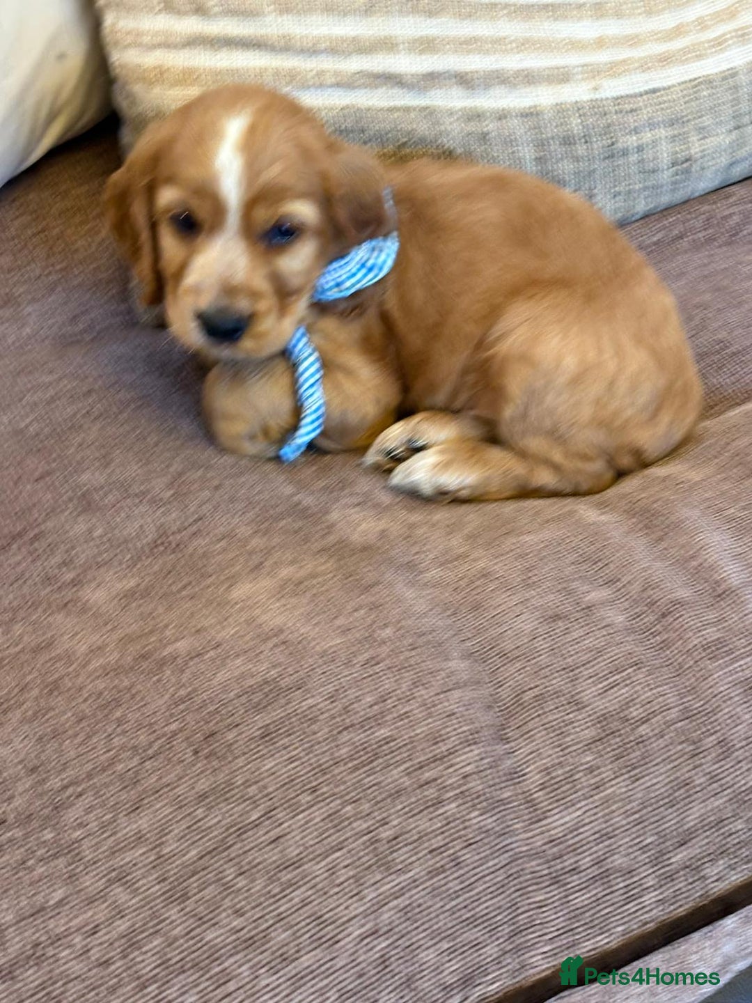 Cocker Spaniel dogs for sale: Stunning Litter of KC Reg Cocker Spaniel Puppies - Image 6