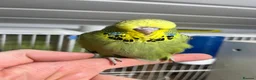 Budgerigars birds for sale: Budgies for sale - Advert 2