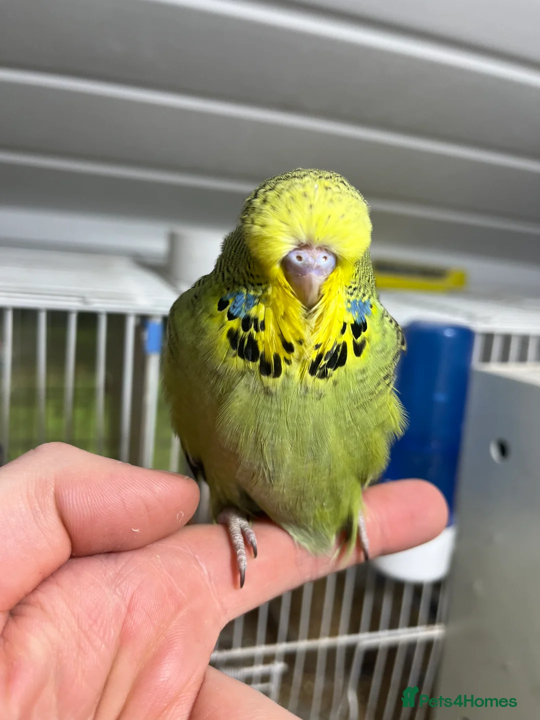 Budgerigars birds for sale: Budgies for sale - Advert 2