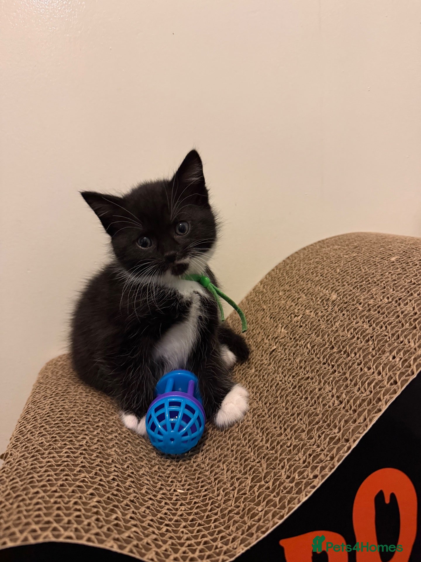 Mixed Breed cats 3 LAST KITTENS LEFT 🐾 REDUCED PRICE - Advert 2
