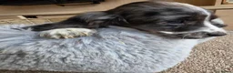 Cocker Spaniel dogs for sale: Working Type Cocker Spaniels - Advert 12