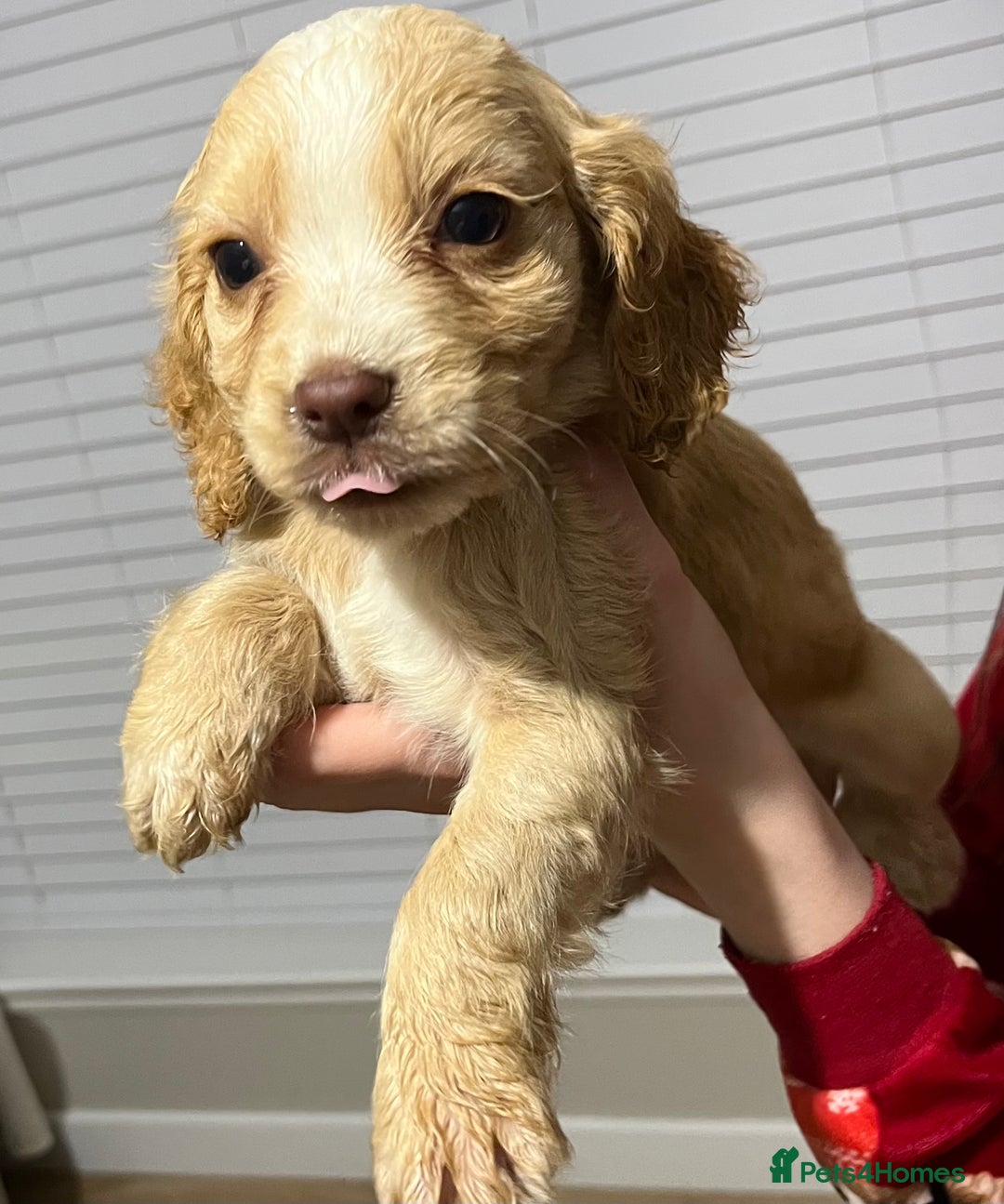Cocker Spaniel dogs for sale: Cocker spaniel  - Image 17
