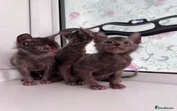 Lykoi cats for sale: Adorable Lykoi Kittens  - Advert 11