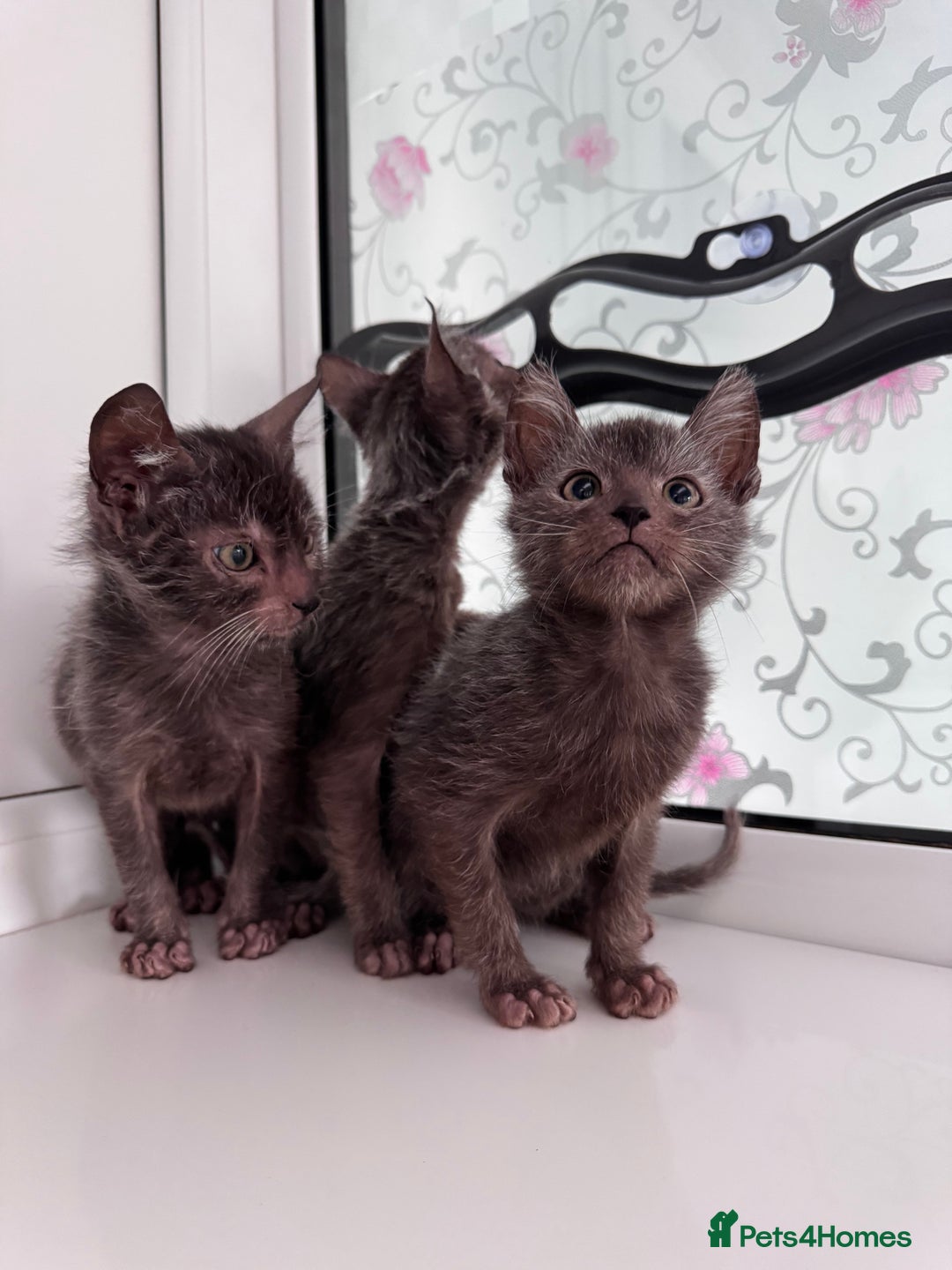 Lykoi cats for sale: Adorable Lykoi Kittens  - Advert 11