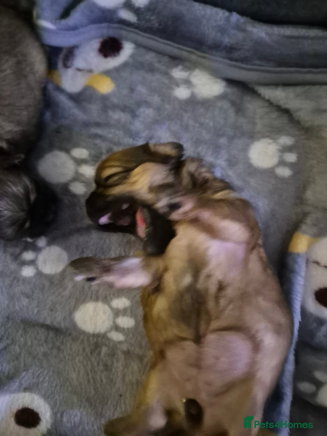 Malshi dogs for sale: 5 beautiful puppies  - Advert 13