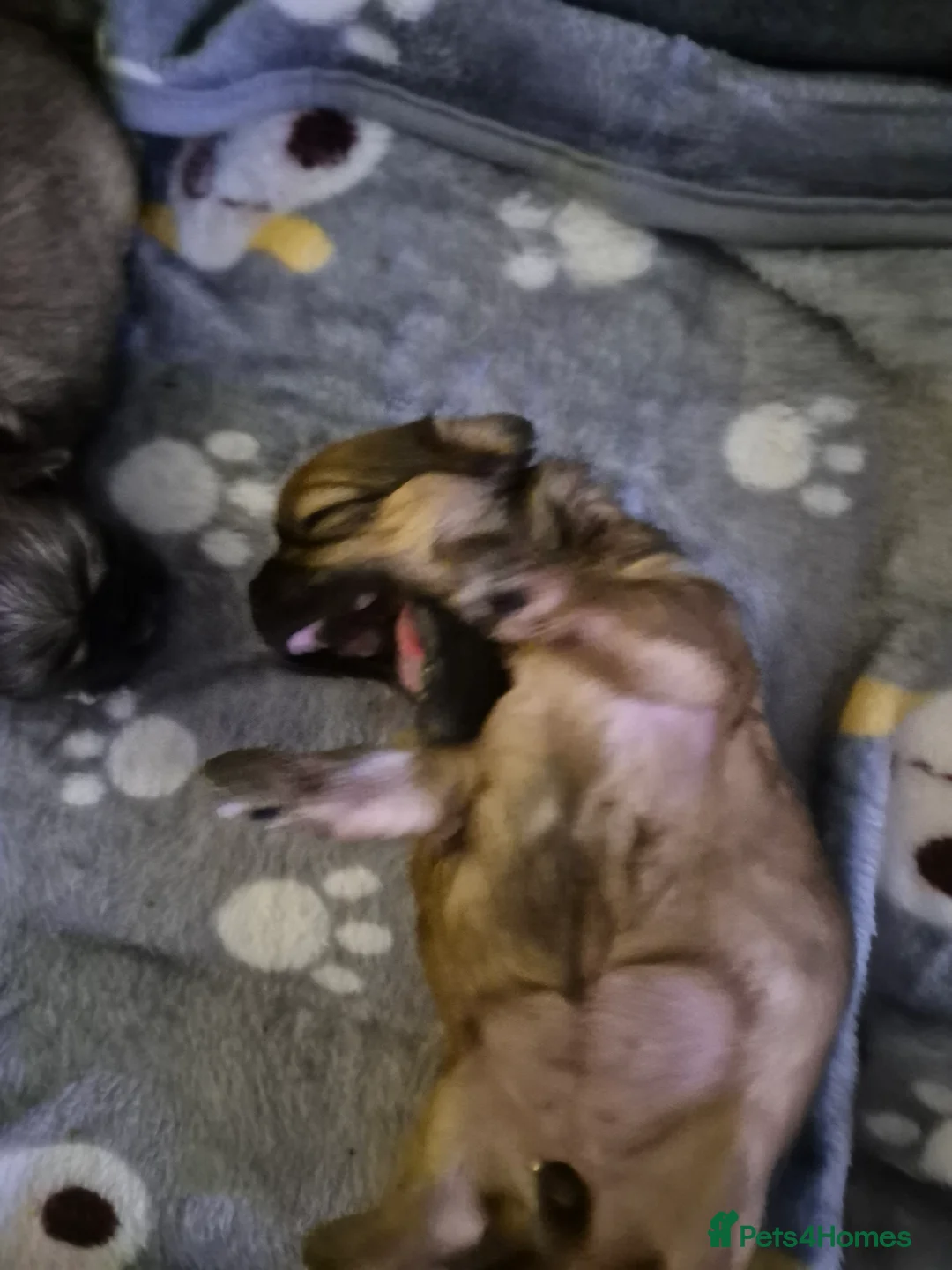 Malshi dogs for sale: 5 beautiful puppies, all been reserved now  - Advert 22