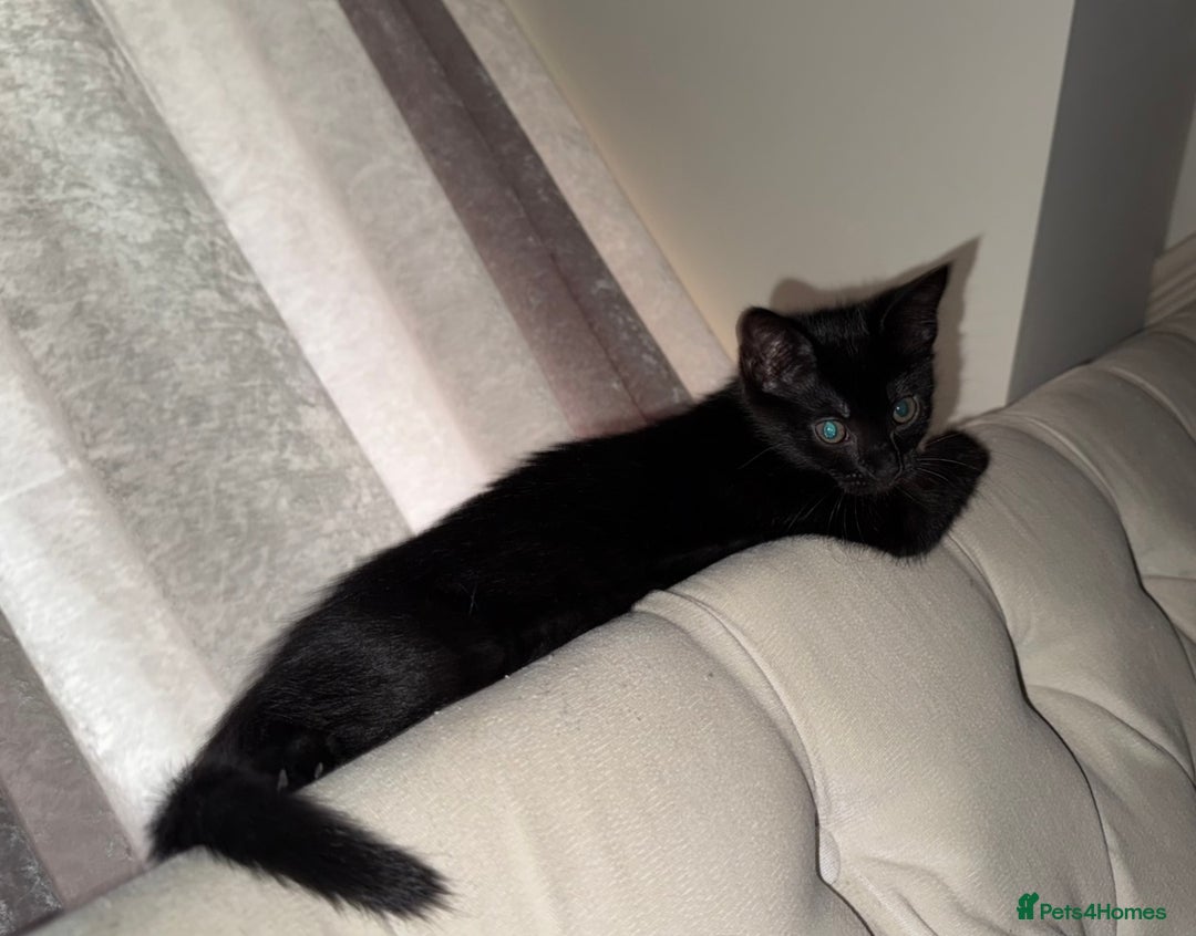 Mixed Breed cats for sale: Beautiful playful female kitten - Image 2