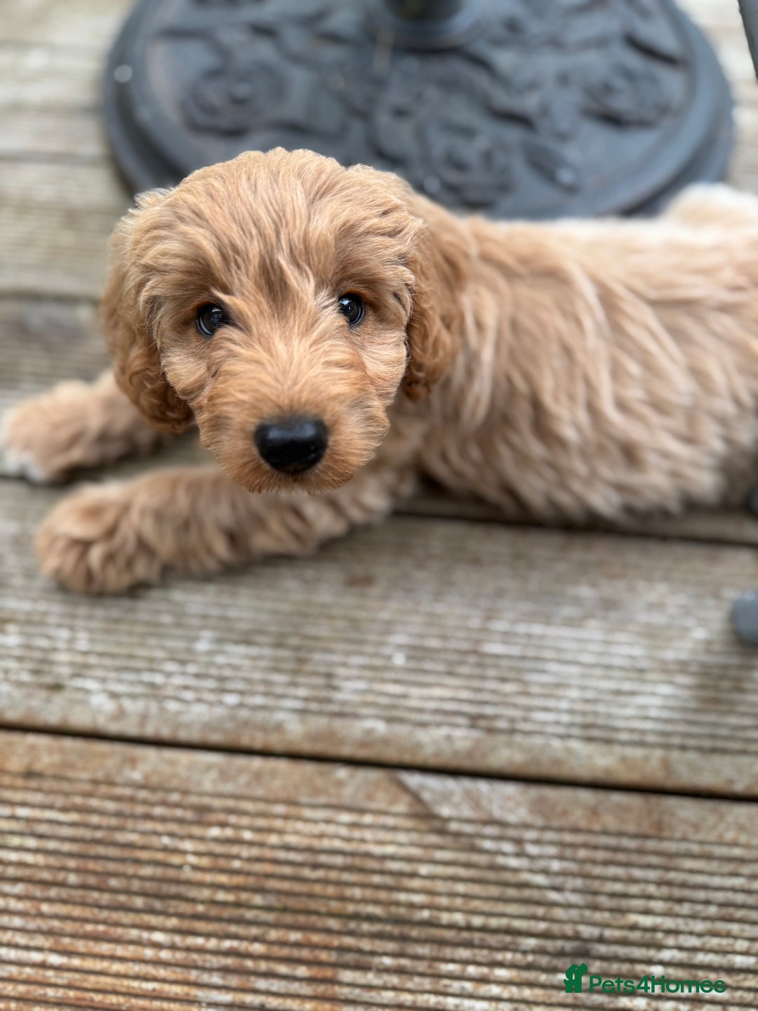 Cockapoo dogs for sale: F1B Female Cockapoo puppy - Image 2