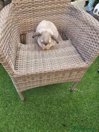 Mini Lop rabbits - Advert 1