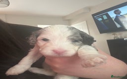 Cockapoo dogs for sale: Beautiful cockapoo puppies delivery possible - Image 3
