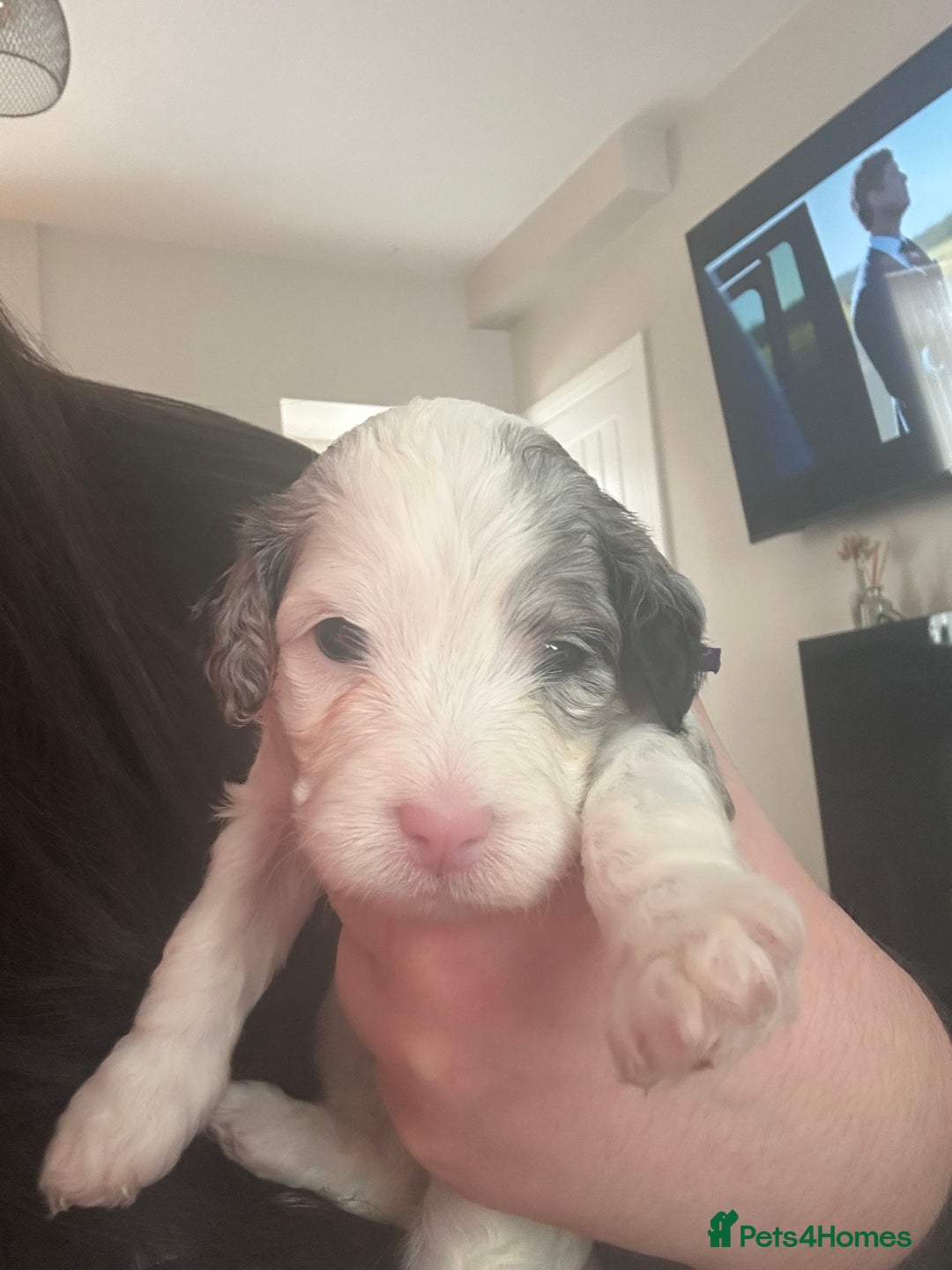 Cockapoo dogs for sale: Beautiful cockapoo puppies delivery possible - Image 3
