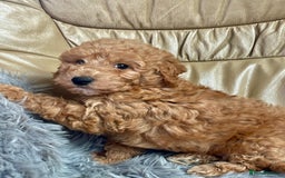 Poochon dogs for sale: Poochon girl and boys💥 - Image 5