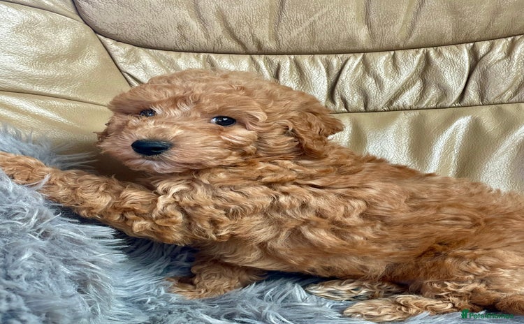 Poochon dogs - Advert 2