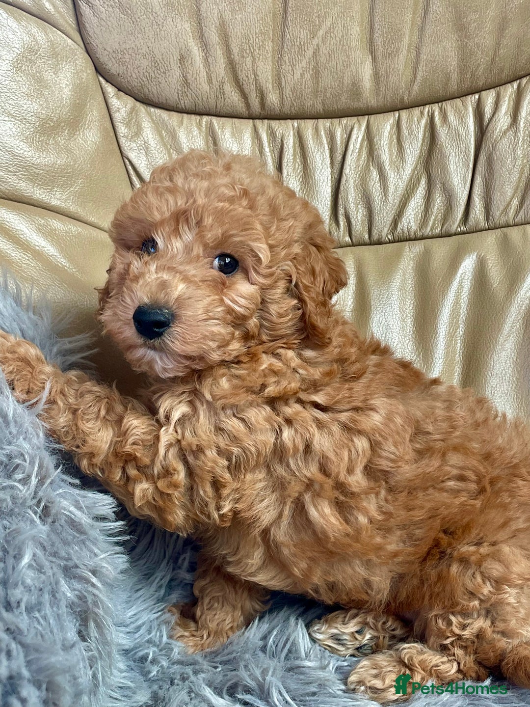 Poochon dogs for sale: Poochon girl and boys💥 - Image 5