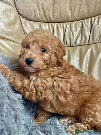 Poochon dogs - Advert 3