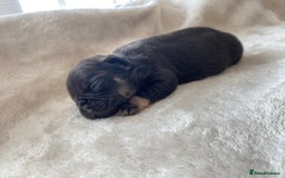 French Bulldog dogs for sale: Beautiful litter off French bulldog puppies  - Image 20