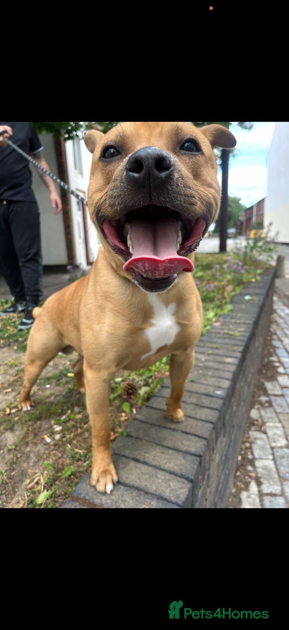 Staffordshire Bull Terrier dogs Frank (Goldie) - Advert 3