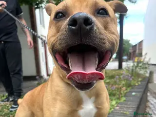 Staffordshire Bull Terrier dogs Frank (Goldie) - Advert 3