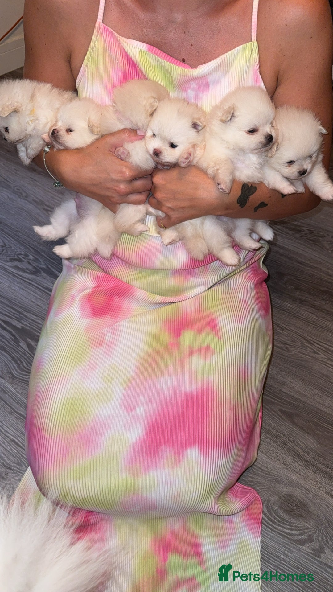 Pomeranian dogs for sale: Beautiful thick coat poms READY to leave next week - Image 3