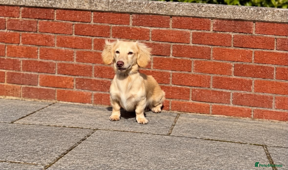 Miniature Dachshund dogs Woody choc based cream LH stud - Advert 2