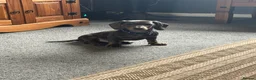 Miniature Dachshund dogs for sale: Miniature dachshund in Bangor - Advert 4