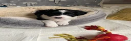 Mixed Breed dogs for sale: The cutest things looking for loving homes - Advert 4