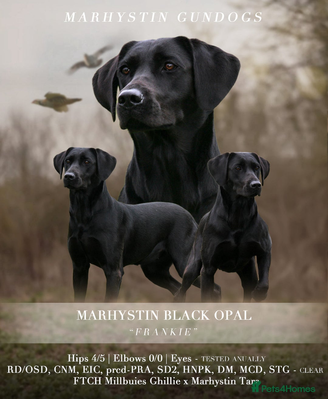 Labrador Retriever dogs for sale: Quality Pups from Fully Health Tested Parents - Advert 3