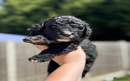 Sheepadoodle dogs for sale: Miniature Sheepadoodles (F1) - Image 14