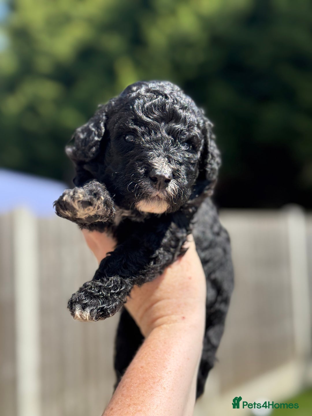 Sheepadoodle dogs for sale: Miniature Sheepadoodles (F1) - Image 14