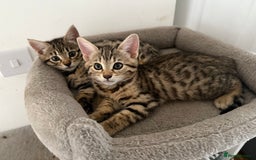 Bengal cats for sale: For sale Two Half Bengal kittens 🐈‍⬛ 🐾 - Image 1